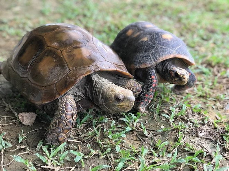 The Live Turtle and Tortoise Museum will close on February 28, 2025