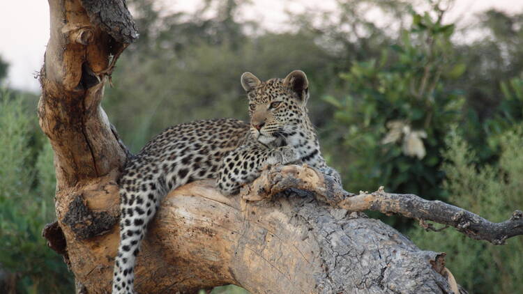 Wilderness Botswana