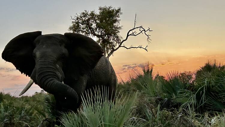 Wilderness Botswana