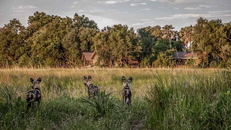 Wilderness Chitabe Lediba