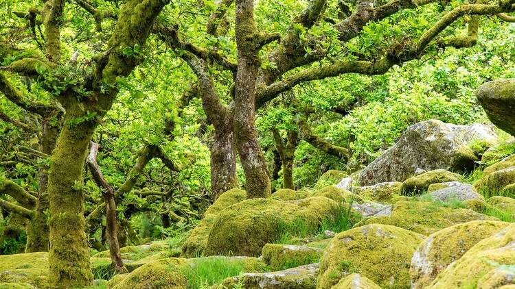 Forest in England