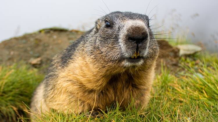 a Groundhog emerging from his hole