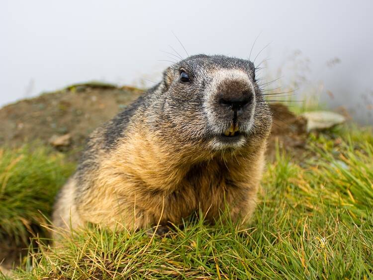 Staten Island Chuck makes his Groundhog Day prediction for early spring in NYC