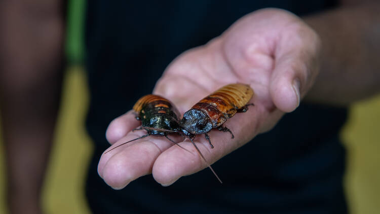 Name-a-Roach Madagascar Hissing Cockroach in a hand