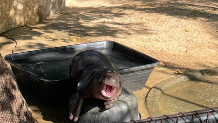 Meet Moo Deng at Khao Kheow Open Zoo