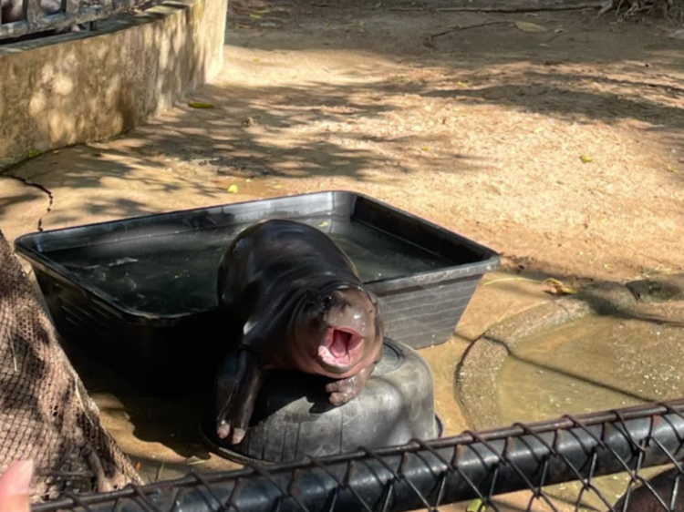 Meet Moo Deng at Khao Kheow Open Zoo