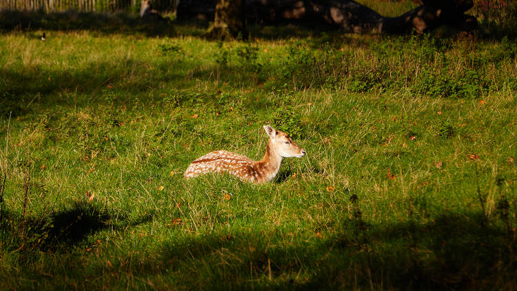 Deer at Clissold Park