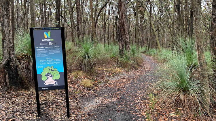 A trail through a forest filled with trees and green vegetation. 