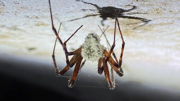 Zombie orb-spider on a ceiling, overtaken by the novel fungus 