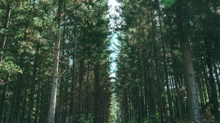 Cecilia Forest & Waterfall