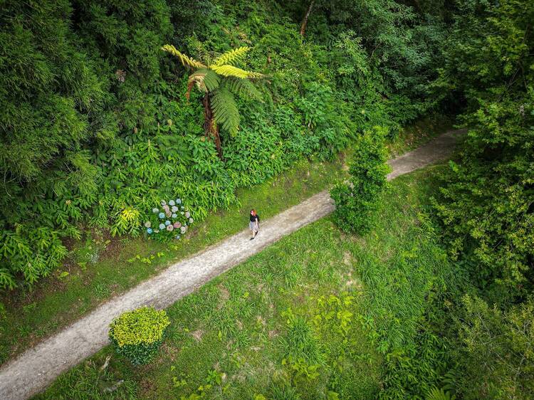 Aerial view of a young female solo hiker walking along a forest footpath among exotic vegetation. Tropical forest, palm tree and flowers. Travel and exploration. Furnas, Sao Miguel, Azores, Portugal