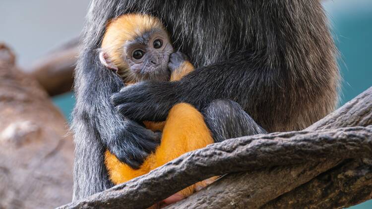 Photo: Courtesy of Bronx Zoo