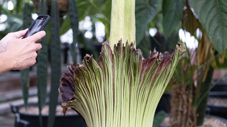  Stink the Corpse Flower is under observation at Sydney Botanic Gardens