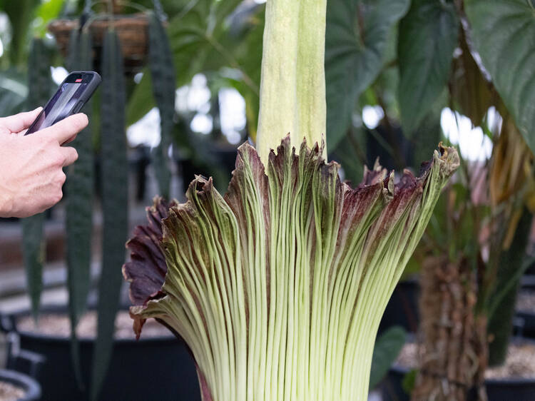 Step aside, Putricia: a second Corpse Flower bloomed in Sydney over the weekend