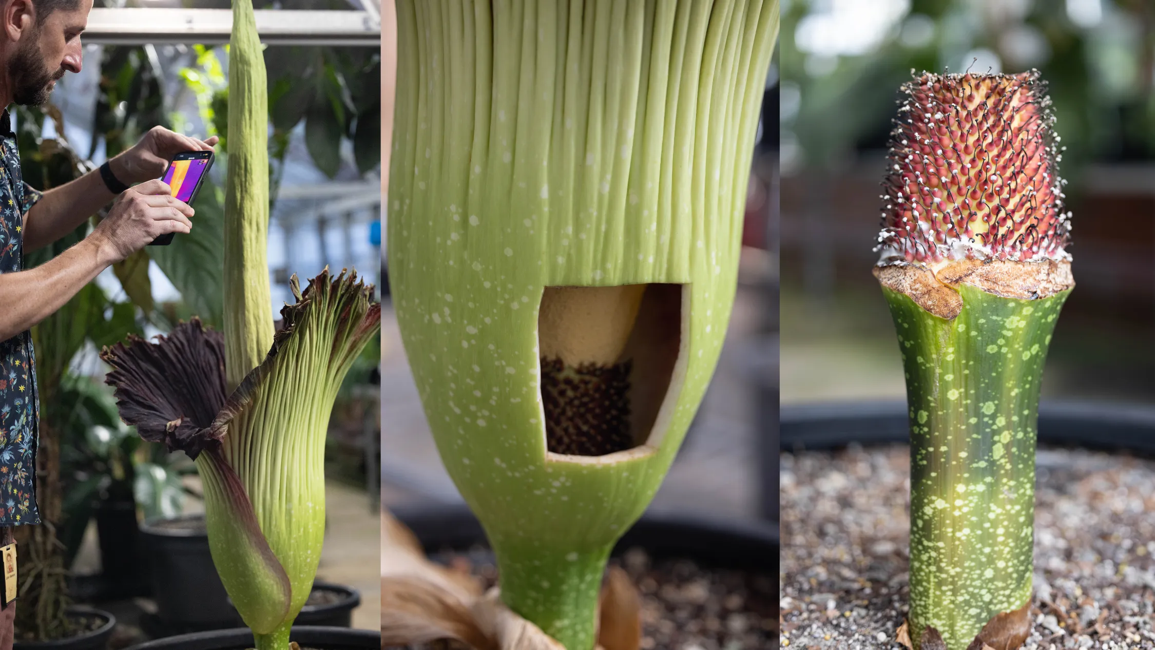 Stink the Corpse Flower at Sydney Botanic Gardens