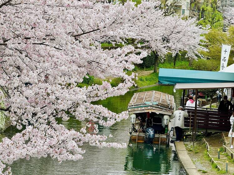 日本櫻花預測2025：必到櫻花景點開花和滿開日期/東京/大阪/京都/福岡櫻花預測一覽