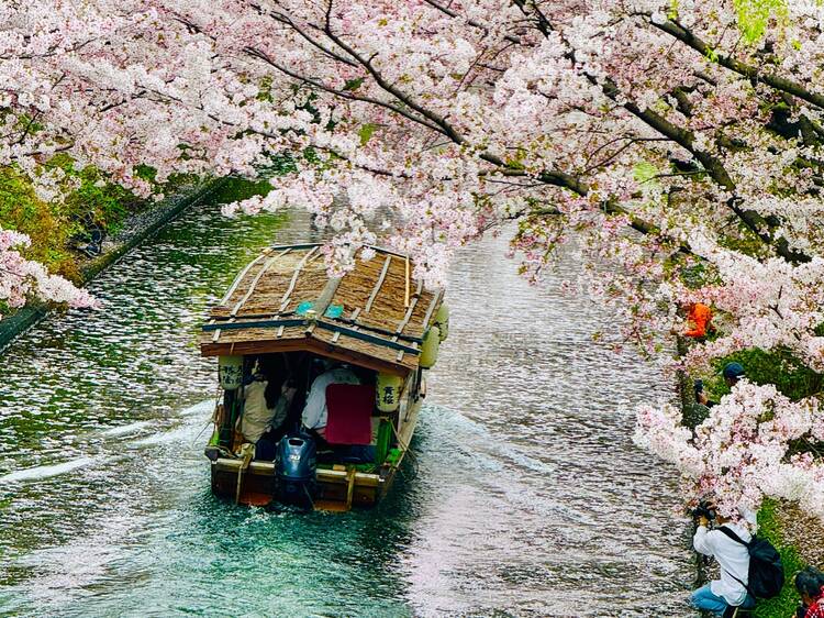 京都櫻花：櫻花日與夜