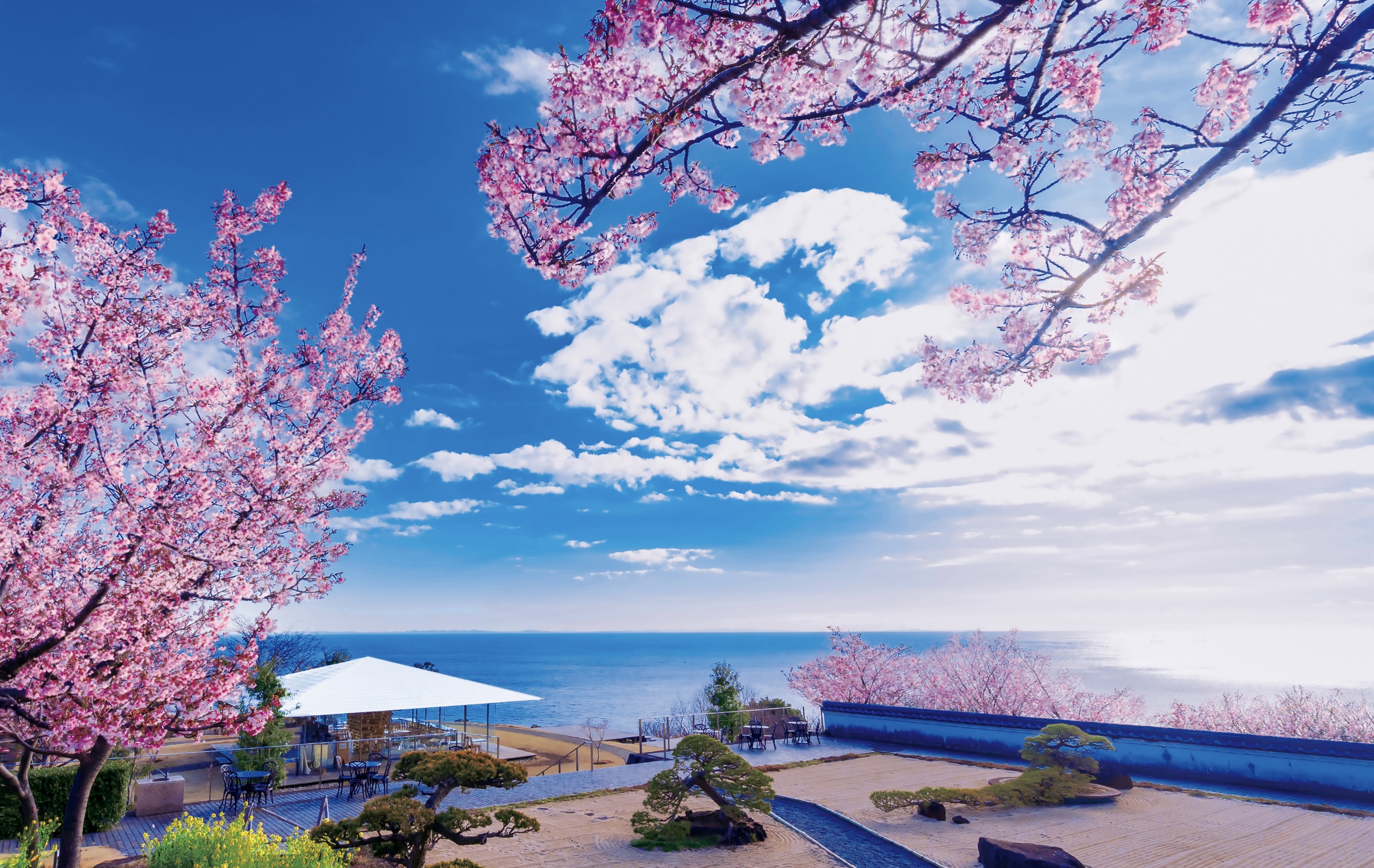 Cherry blossom season has begun in Atami, an hour from Tokyo
