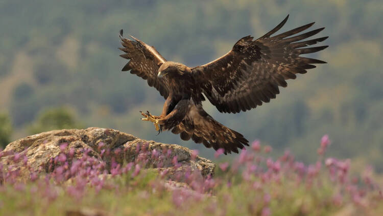 Golden eagle