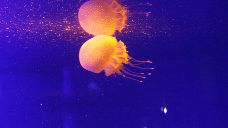 Get up close with sea creatures at the aquarium