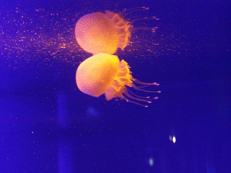 Get up close with sea creatures at the aquarium