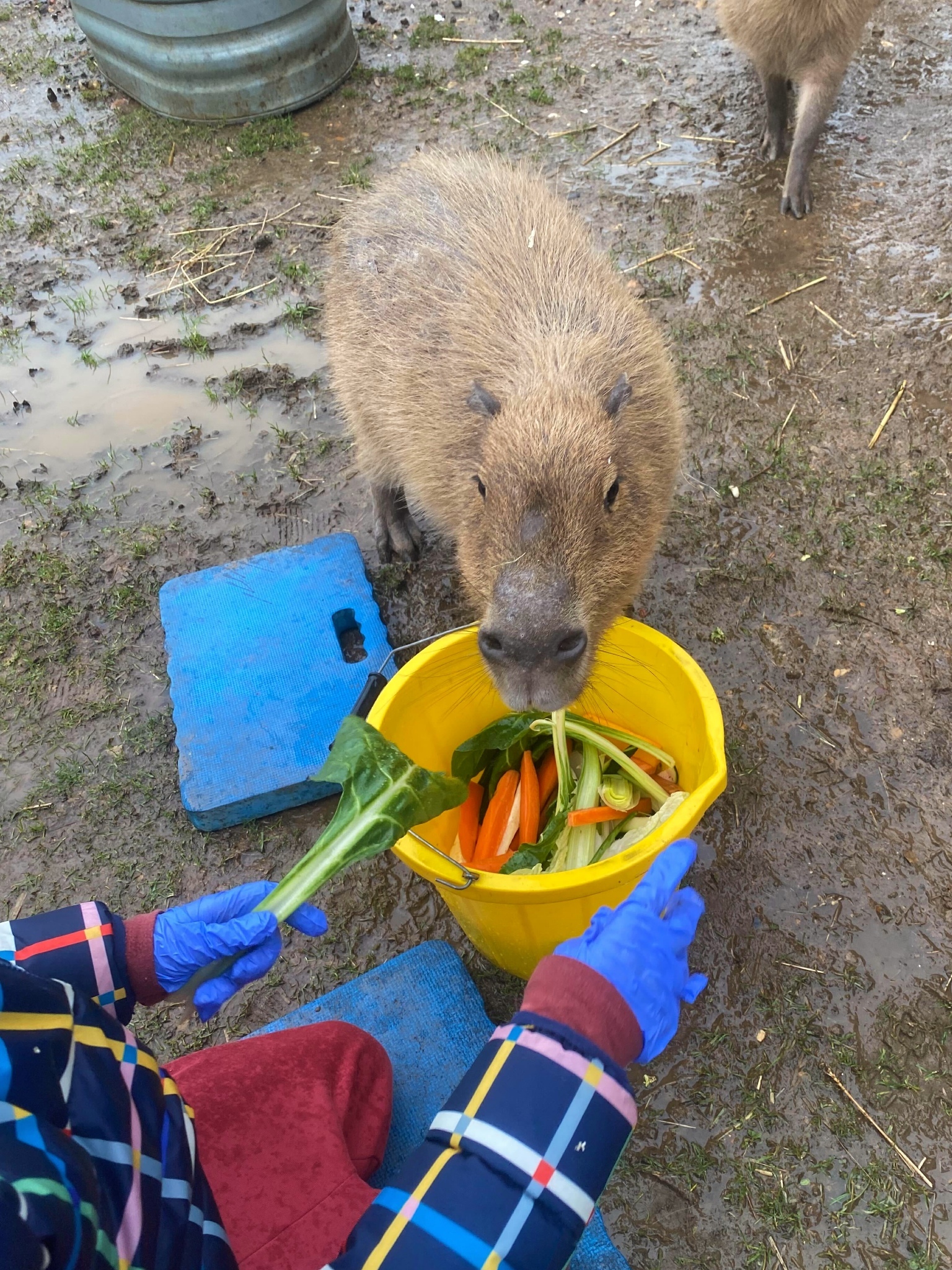 A child wearing blue gloves and a navy jacket with a colourful check pattern feeds a capybara vegetables from a yellow bucket