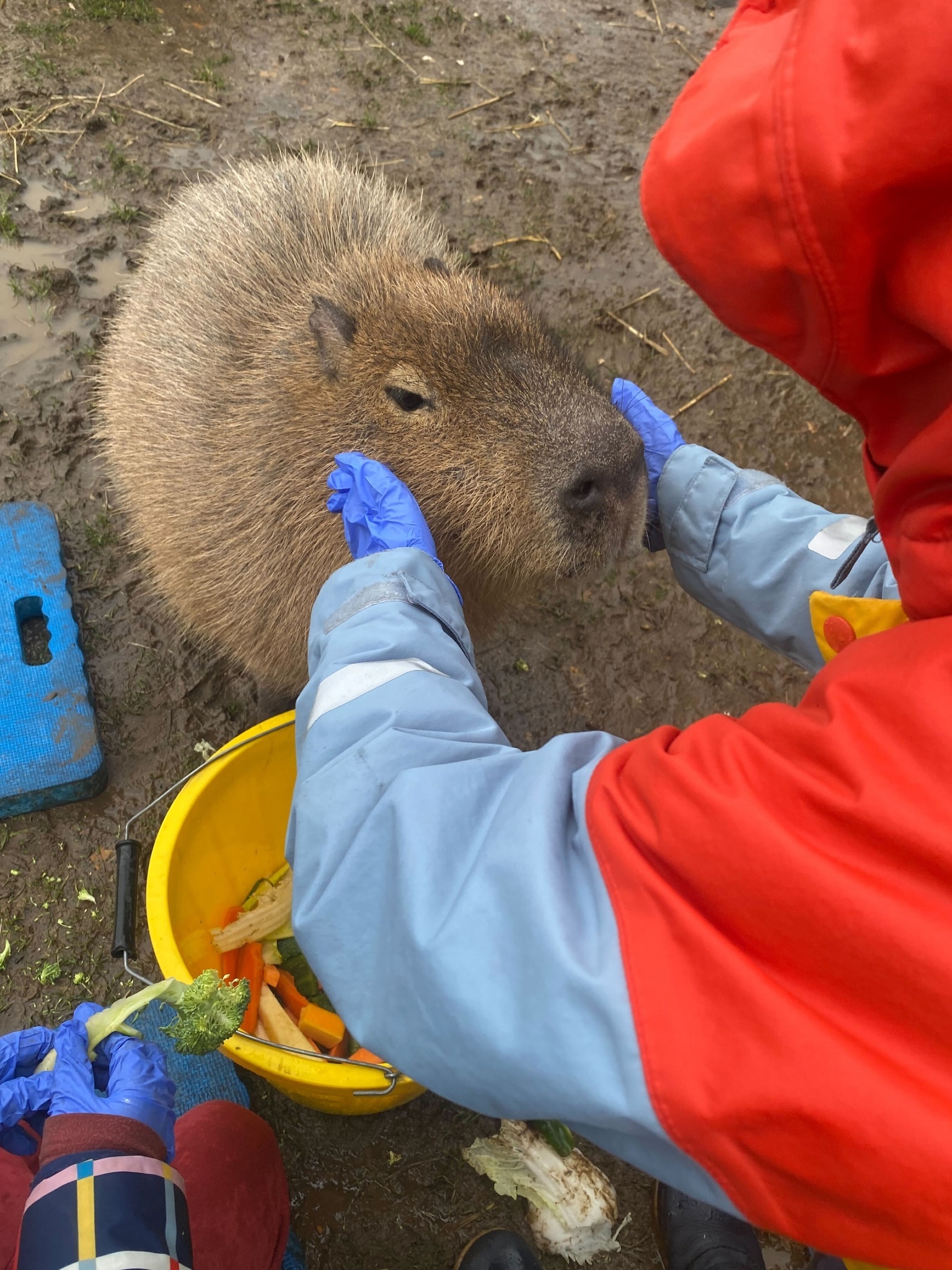 A child wearing blue gloves and a red and light blue waterbroof jacketstrokes a capybara on its chin with both hands