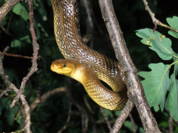 Britain has a new snake species – it survives by living in attics and walls