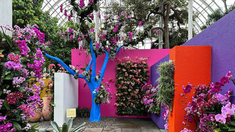 A variety of orchids and colorful walls in orange, pink, and purple.