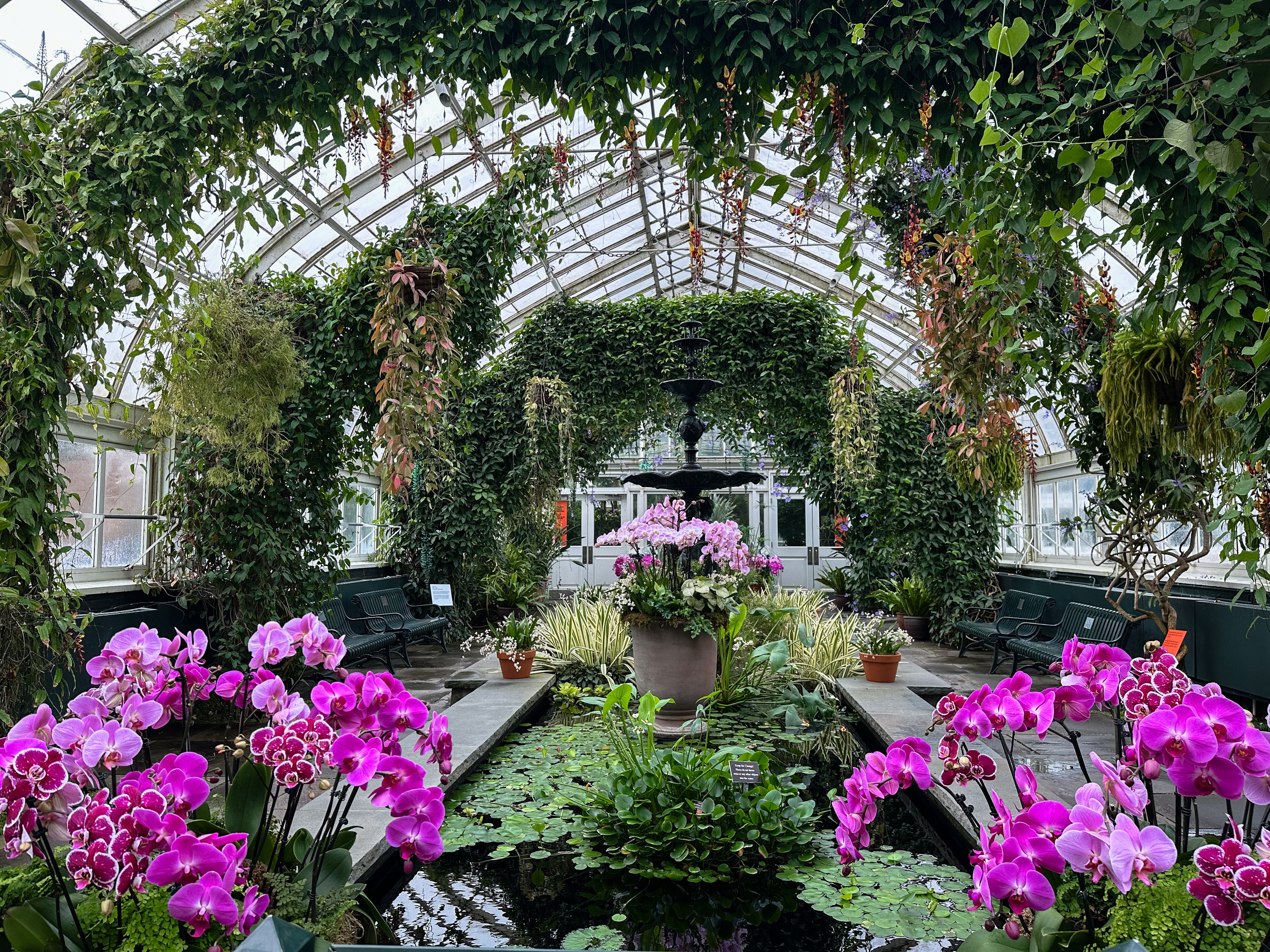 A variety of orchids around an indoor pond/water feature.