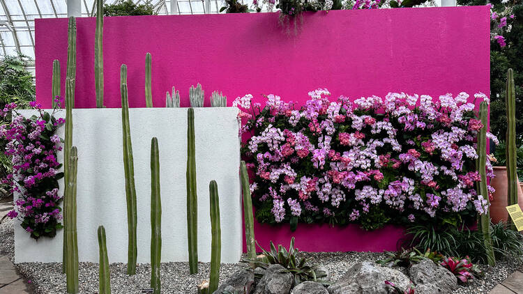 A variety of orchids against a pink wall.