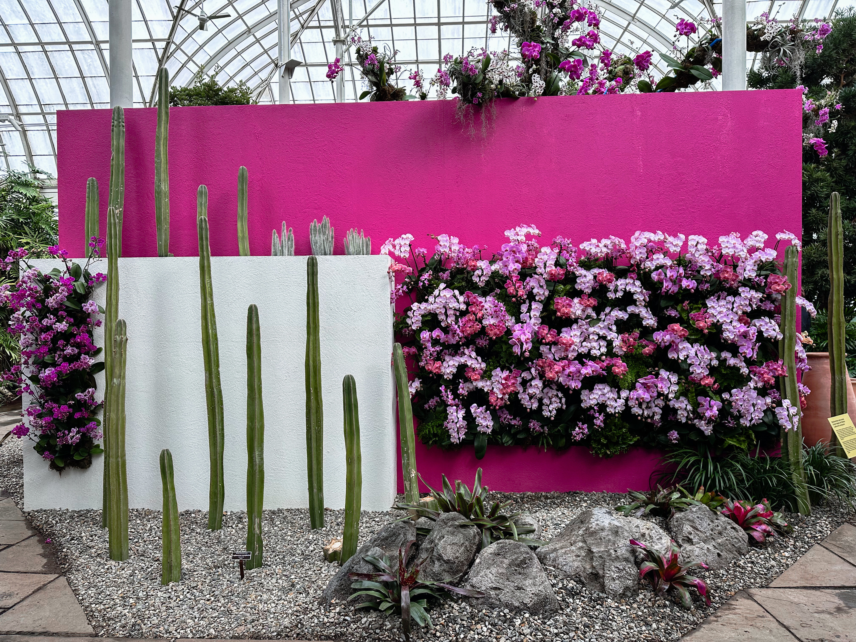 A variety of orchids against a pink wall.