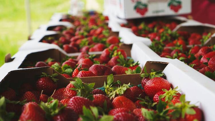 Pick your own strawberries at Kien’s Strawberry Farm