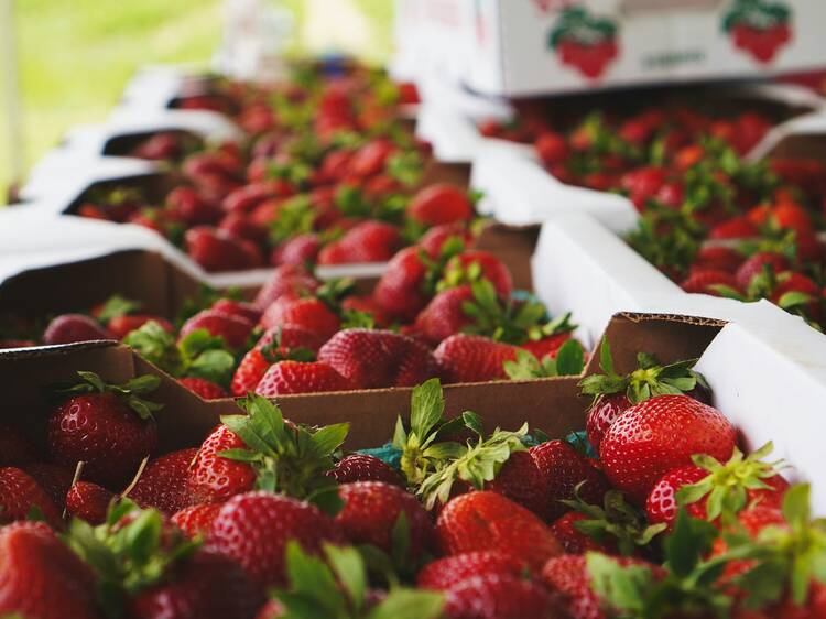 Pick your own strawberries at Kien’s Strawberry Farm