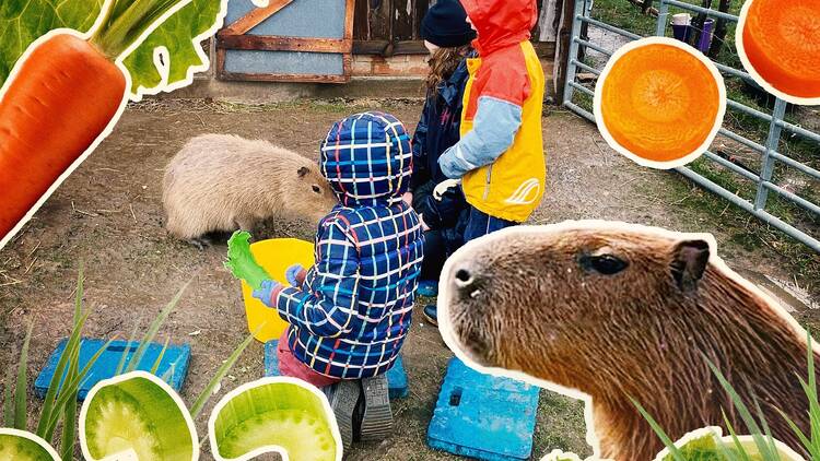 Hobbledown Heath Capybara Petting Experience