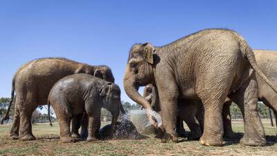 See a herd of elephants up close at Werribee Zoo See a herd of elephants up close at Werribee Zoo
