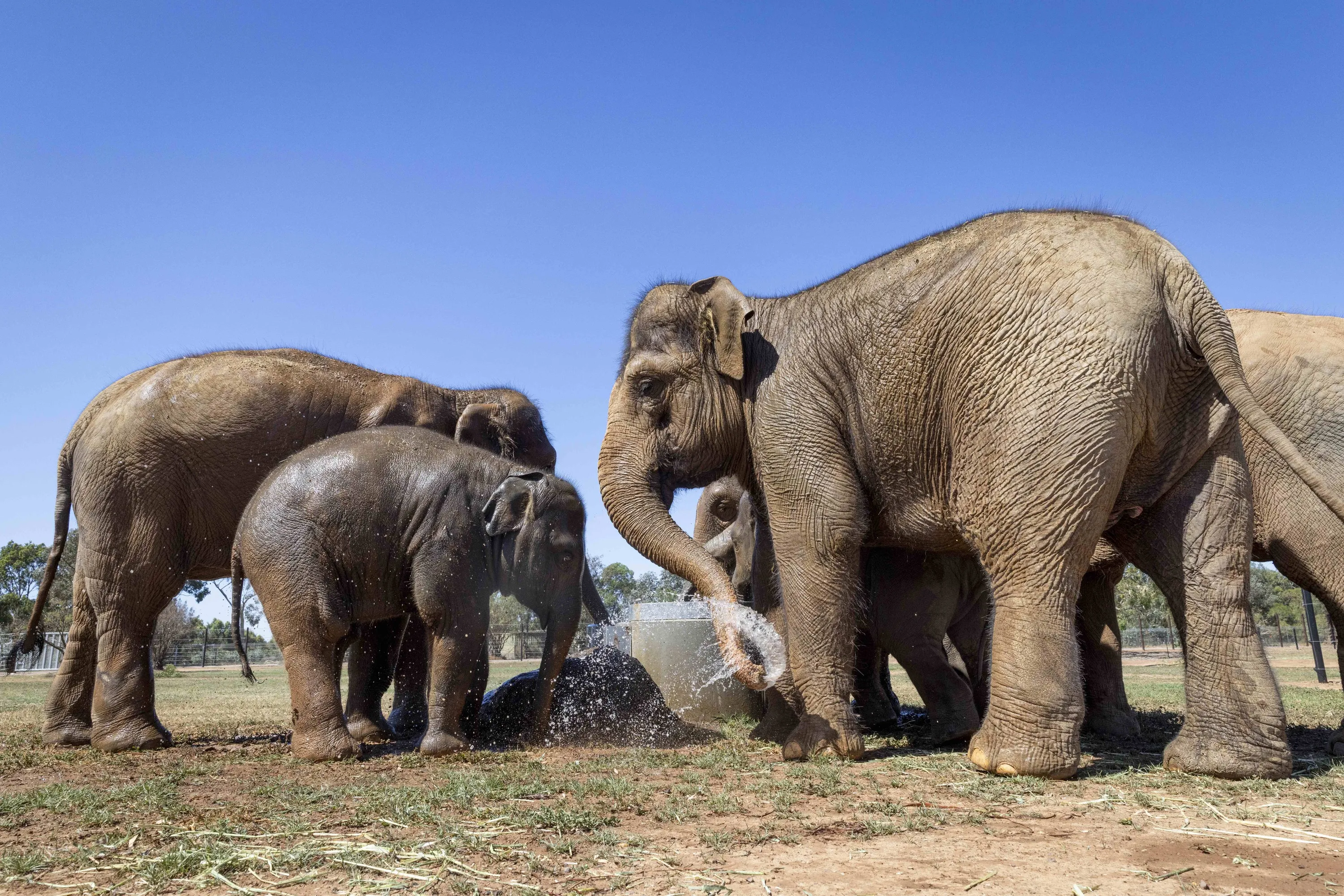 A group of elephants playing with water.
