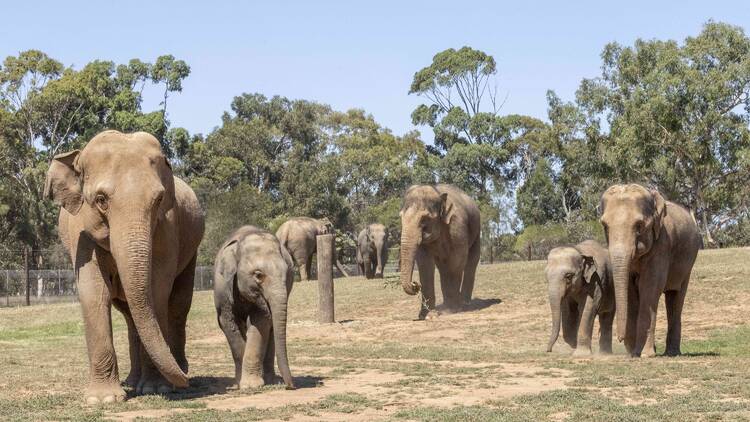 A group of elephants walking through a field. 