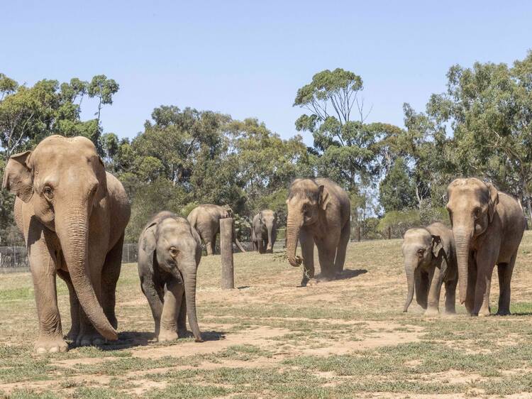 Melbourne's herd of nine elephants have successfully made the journey to their massive new home at Werribee Zoo