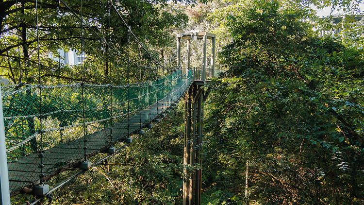 Stroll under the lush canopy at the KL Forest Eco Park