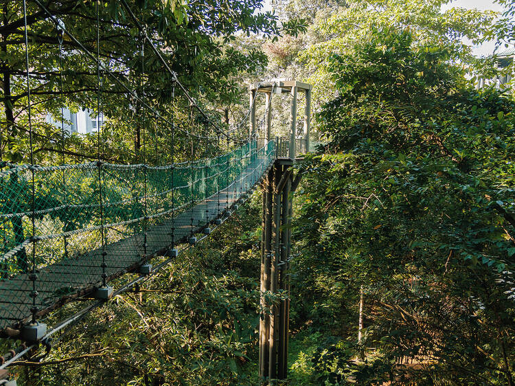 Stroll under the lush canopy at the KL Forest Eco Park