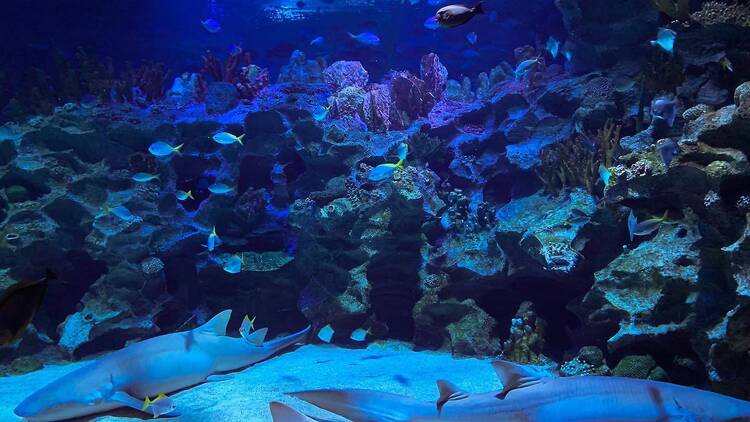 Get up close and personal with marine life at Aquaria KLCC