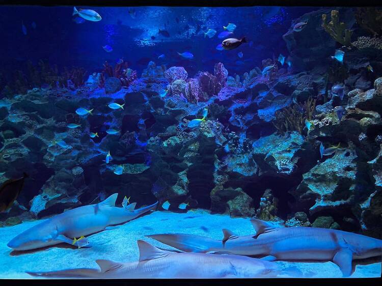 Get up close and personal with marine life at Aquaria KLCC