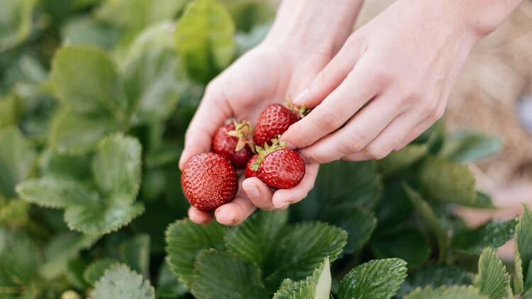 An afternoon strawberry picking at the Samoeng Strawberry Festival