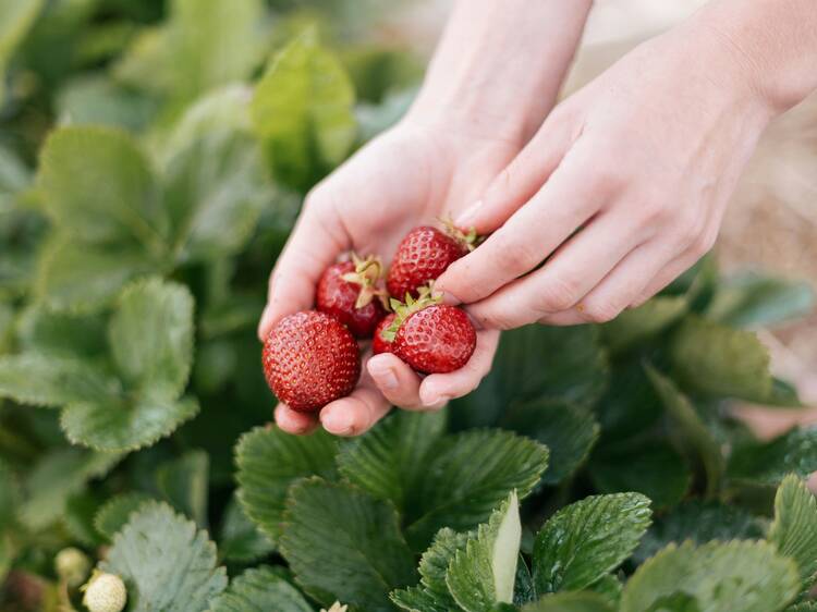 An afternoon strawberry picking at the Samoeng Strawberry Festival