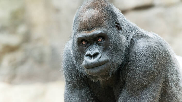 gorilla