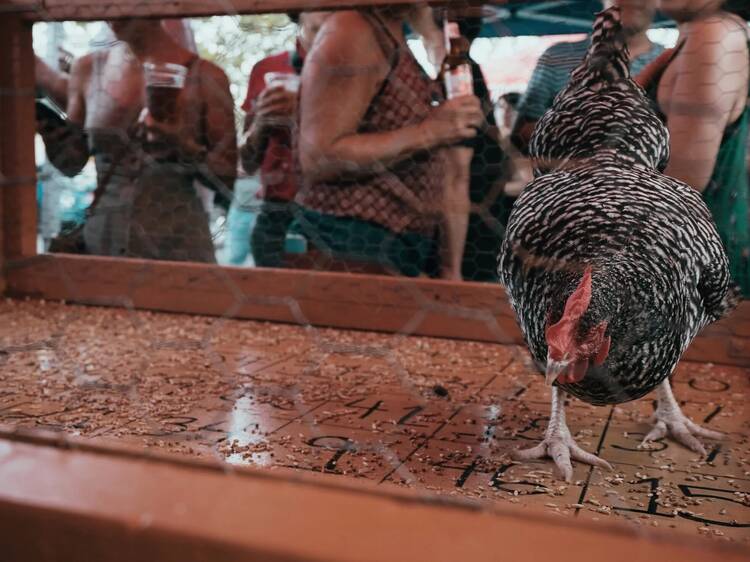 Chicken Sh*t Bingo at The Little Longhorn Saloon