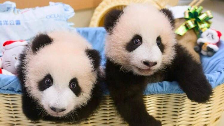 panda cubs hong kong