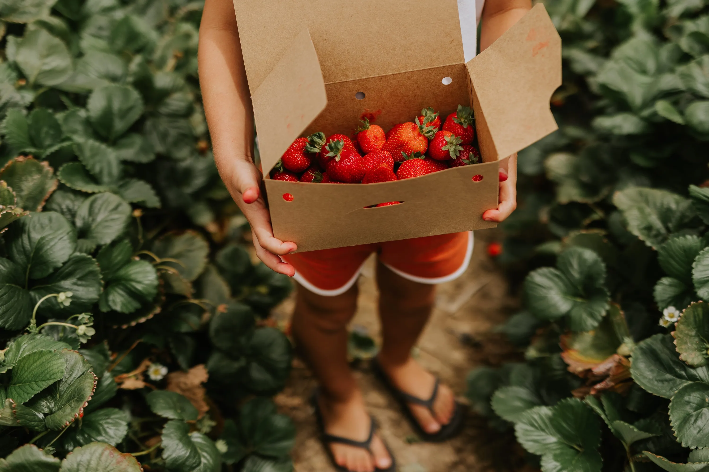 Kid holding box of strawberries