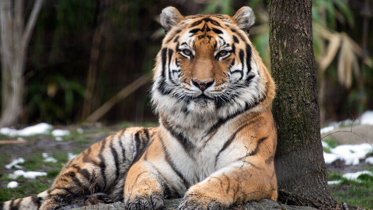 Amur Tiger at the Bronx Zoo